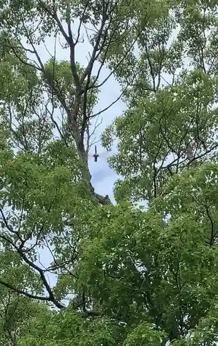 寒川神社の動物