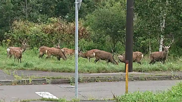 樽前山神社の動物