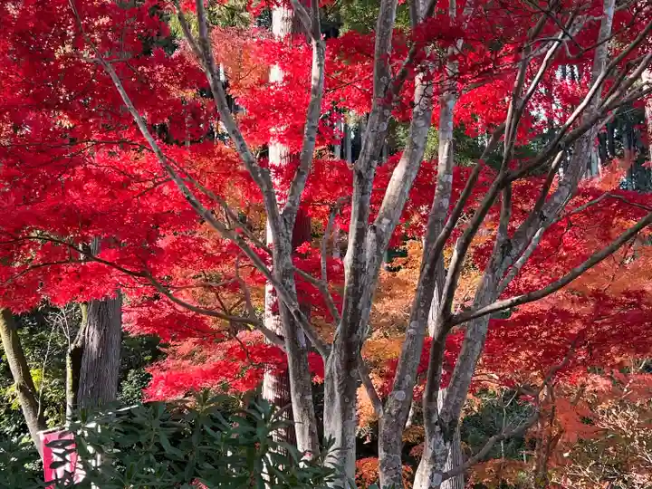 高麗神社(埼玉県)