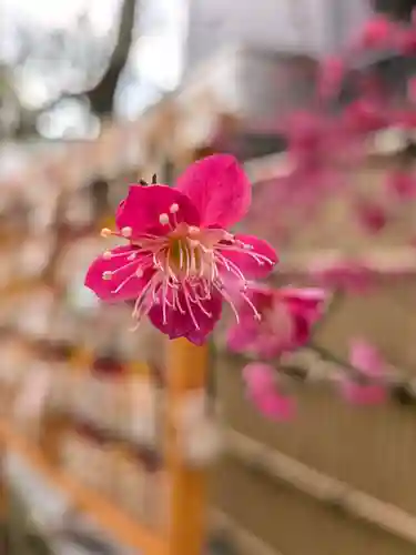 高円寺氷川神社(東京都)