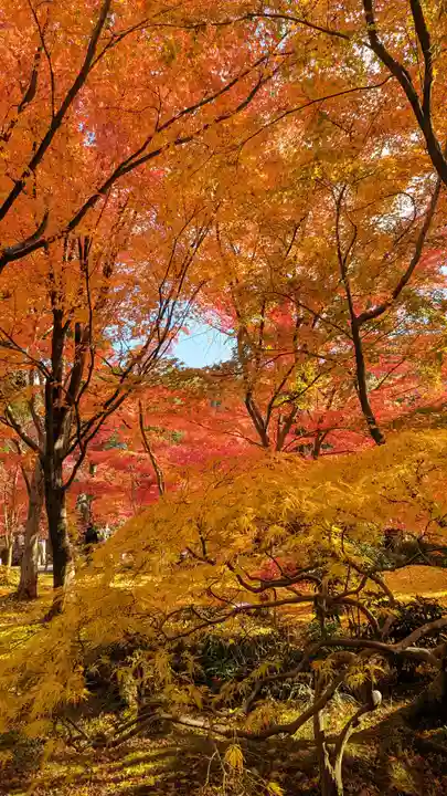 禅林寺(永観堂)(京都府)