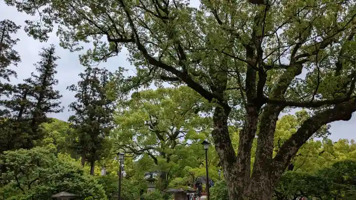 太宰府天満宮の自然