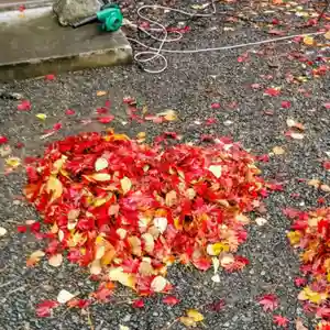 彌彦神社 (伊夜日子神社)(北海道)(2025年11月13日(木) 09時38分33秒投稿)