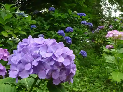 天台宗　長窪山　正覚寺の自然