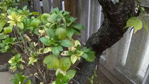 奉安殿（江島神社）の自然