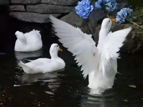 楽法寺（雨引観音）の動物