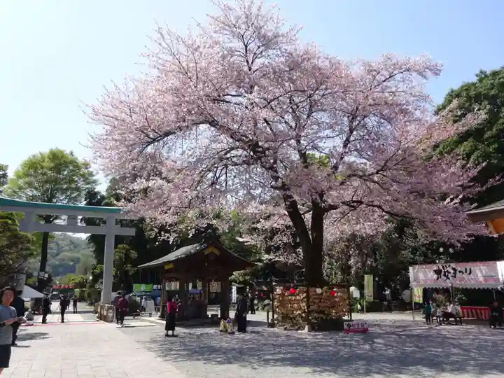 出雲大社相模分祠の自然