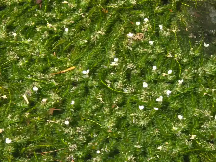 久安寺(大阪府)