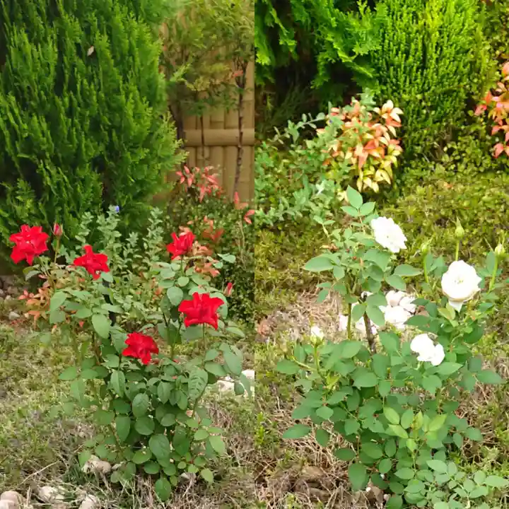 寿量山 速成寺の自然