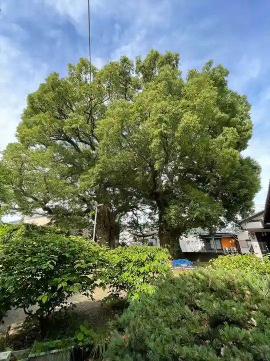 山王神社の自然