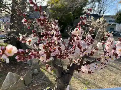 道明寺天満宮(大阪府)