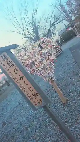 津島神社のおみくじ