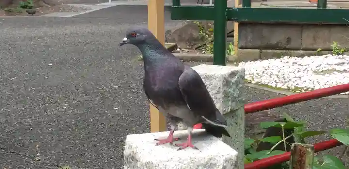 江島杉山神社の動物