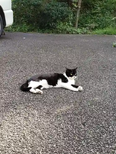 白金氷川神社の動物
