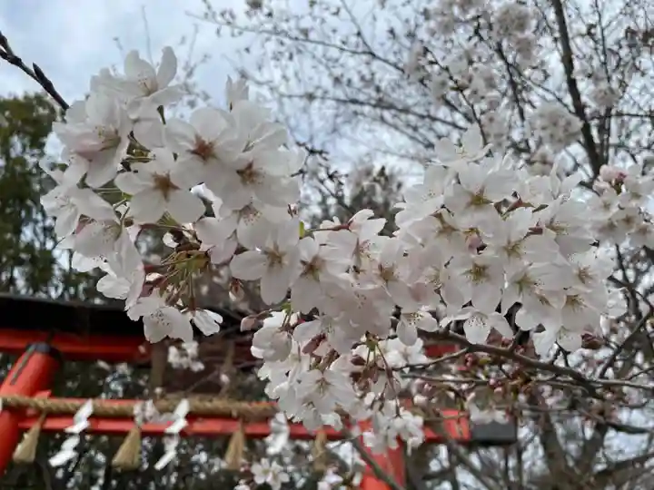 宇治上神社の自然