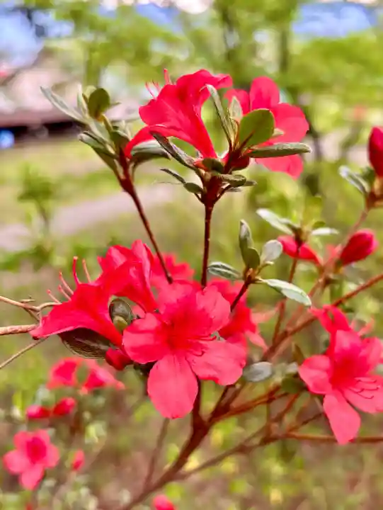 蚊里田八幡宮の{uncategorized: "未分類", other: "その他", undefined: "問題あり", building: "その他建物", grave: "お墓", sacred_gate: "鳥居", guardian: "狛犬", statue: "像", buddha: "仏像", history: "歴史", nature: "自然", garden: "庭園", animal: "動物", pagoda: "塔", temizu: "手水舎", mountain_gate: "山門・神門", sanctuary: "本殿・本堂", subordinate: "末社・摂社", art: "芸術", scenery: "景色", jizo: "地蔵", ema: "絵馬", goshuin: "御朱印", omikuji: "おみくじ", items: "授与品その他", amulet: "お守り", goshuincho: "御朱印帳", eats: "食事", festival: "お祭り", votive_dance: "神楽", shichigosan: "七五三参", wedding: "結婚式", experience: "体験その他", initially: "初詣", around: "周辺", anti_infection: "感染症対策"}
