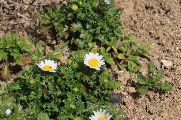 大鏑神社の庭園