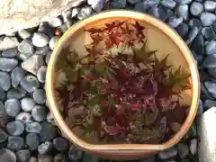 神吉八幡神社の手水