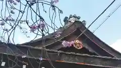 平野神社の自然