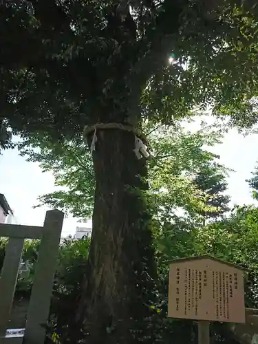 毛谷黒龍神社の自然