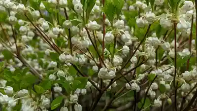 華厳寺(鈴虫寺)(京都府)