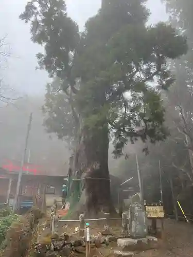 天龍寺(埼玉県)