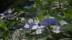 平野神社の自然