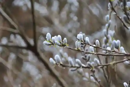 三渡神社の自然