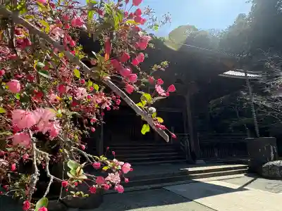 妙本寺の{uncategorized: "未分類", other: "その他", undefined: "問題あり", building: "その他建物", grave: "お墓", sacred_gate: "鳥居", guardian: "狛犬", statue: "像", buddha: "仏像", history: "歴史", nature: "自然", garden: "庭園", animal: "動物", pagoda: "塔", temizu: "手水舎", mountain_gate: "山門・神門", sanctuary: "本殿・本堂", subordinate: "末社・摂社", art: "芸術", scenery: "景色", jizo: "地蔵", ema: "絵馬", goshuin: "御朱印", omikuji: "おみくじ", items: "授与品その他", amulet: "お守り", goshuincho: "御朱印帳", eats: "食事", festival: "お祭り", votive_dance: "神楽", shichigosan: "七五三参", wedding: "結婚式", experience: "体験その他", initially: "初詣", around: "周辺", anti_infection: "感染症対策"}