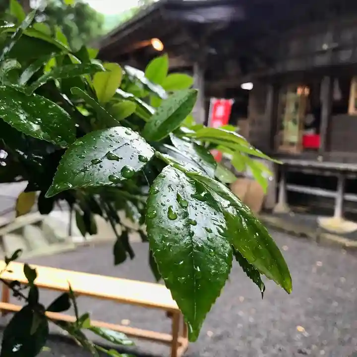 高司神社〜むすびの神の鎮まる社〜の自然