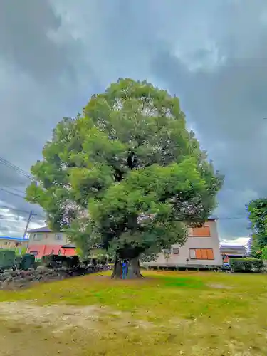 井出神社の自然