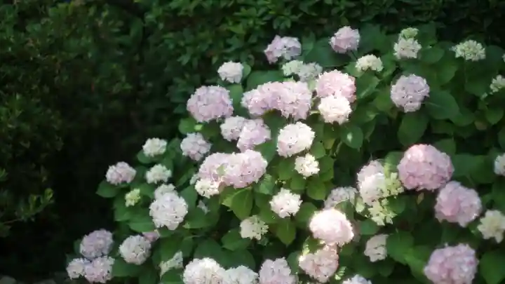 岡寺(龍蓋寺)(奈良県)