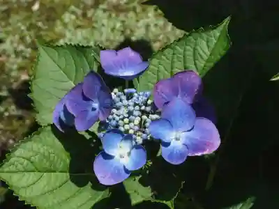長壽寺（長寿寺）(神奈川県)