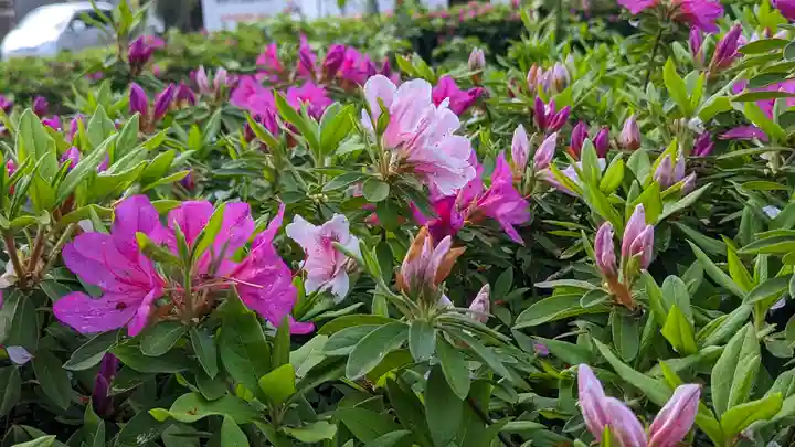六孫王神社(京都府)