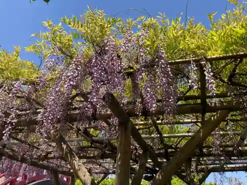 亀戸天神社の自然