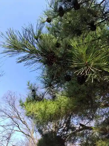 厚別神社の自然