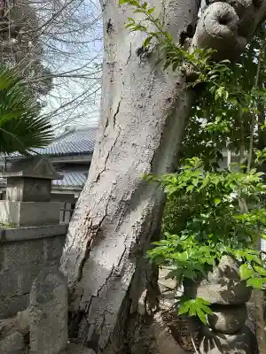 鎮宅霊符社の{uncategorized: "未分類", other: "その他", undefined: "問題あり", building: "その他建物", grave: "お墓", sacred_gate: "鳥居", guardian: "狛犬", statue: "像", buddha: "仏像", history: "歴史", nature: "自然", garden: "庭園", animal: "動物", pagoda: "塔", temizu: "手水舎", mountain_gate: "山門・神門", sanctuary: "本殿・本堂", subordinate: "末社・摂社", art: "芸術", scenery: "景色", jizo: "地蔵", ema: "絵馬", goshuin: "御朱印", omikuji: "おみくじ", items: "授与品その他", amulet: "お守り", goshuincho: "御朱印帳", eats: "食事", festival: "お祭り", votive_dance: "神楽", shichigosan: "七五三参", wedding: "結婚式", experience: "体験その他", initially: "初詣", around: "周辺", anti_infection: "感染症対策"}