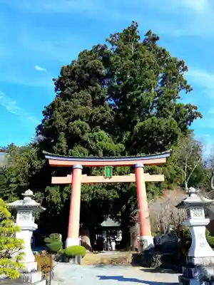 河口浅間神社の鳥居