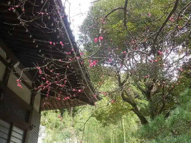 安國論寺(安国論寺)の自然