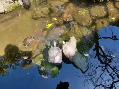 成田山川越別院の動物