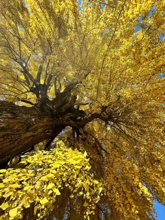 丹生酒殿神社(和歌山県)