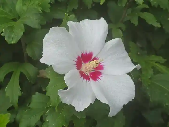 光盛大明神(京都府)