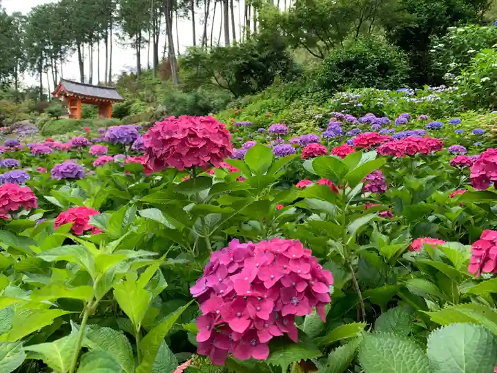 三室戸寺の自然