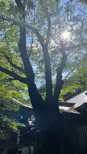 金刀比羅神社の自然