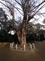 赤坂氷川神社の自然