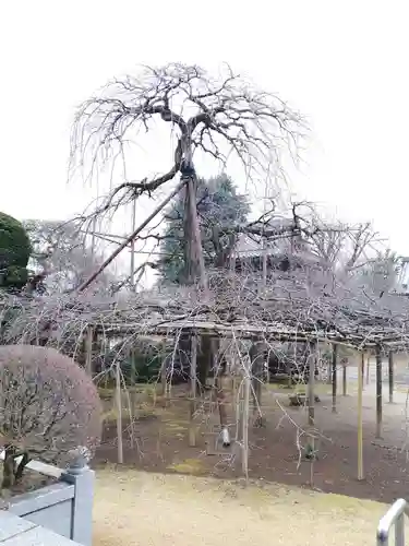 無量壽院の自然