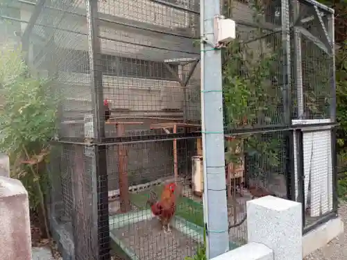 高知大神宮の動物