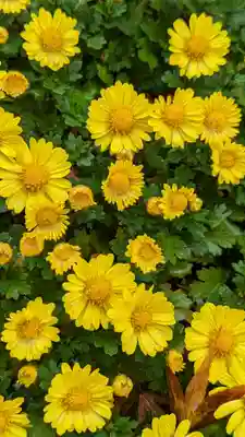 大原野神社(京都府)