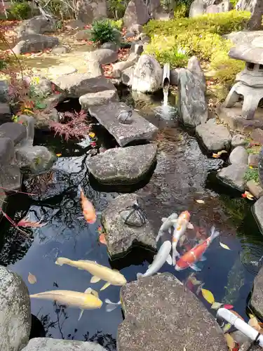 永平寺別院長谷寺の動物