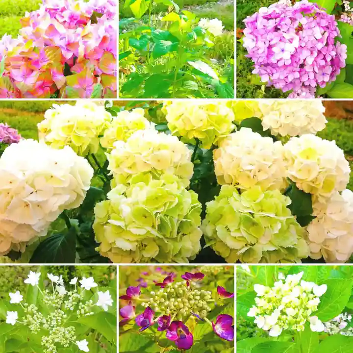 寿量山 速成寺の自然